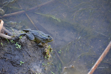 Frog in the swamp.