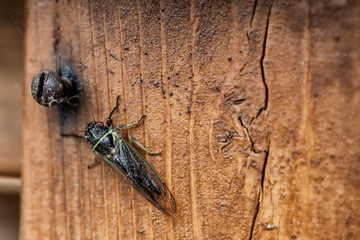 Fly on fence