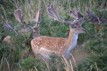Deer in Bushy Park.
