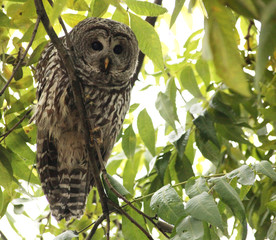 Owl in tree