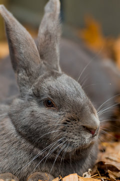 Profile of Dark Gray Rabbit