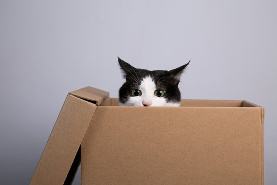 cardboard box with a cat
