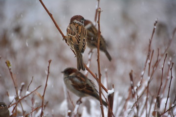 The sparrows on the branch.