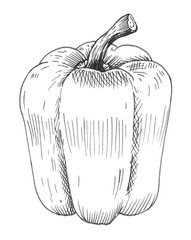 Hand drawn bell pepper