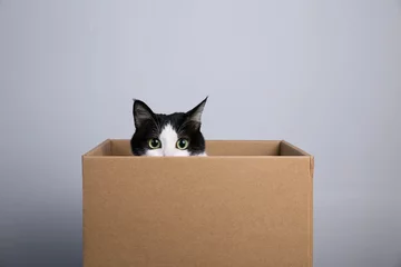 Selbstklebende Fototapete Katze Karton mit einer Katze