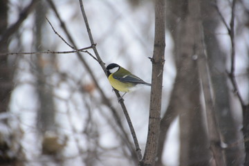 The titmouse on the branch.
