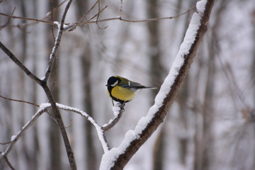 The titmouse on the branch.