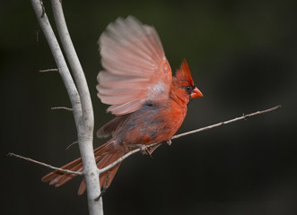 Northern Cardinal