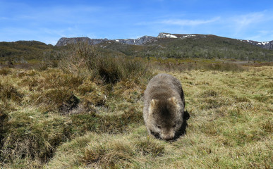Wild animal Wombat feeds on grassy plains with winter mountains background, Tasmania.