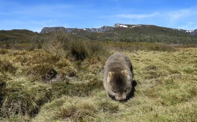 Printed kitchen splashbacks Cradle Mountain Wild animal Wombat feeds on grassy plains with winter mountains background, Tasmania.
