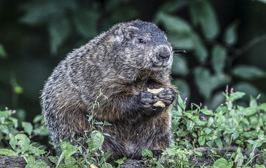 Groundhog