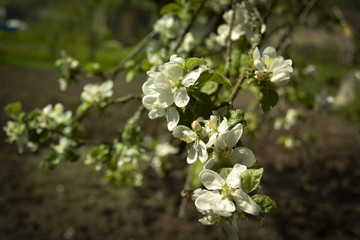 spring, everything blooms
