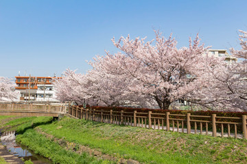 桜が満開の井沼方公園