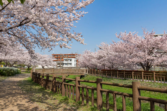 桜が満開の井沼方公園