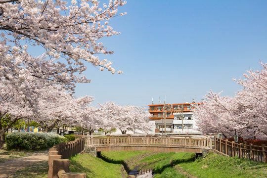 桜が満開の井沼方公園
