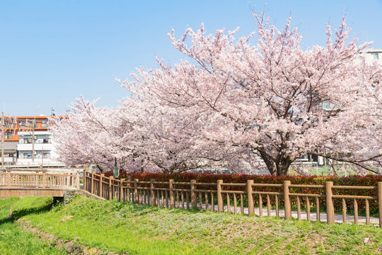 桜が満開の井沼方公園