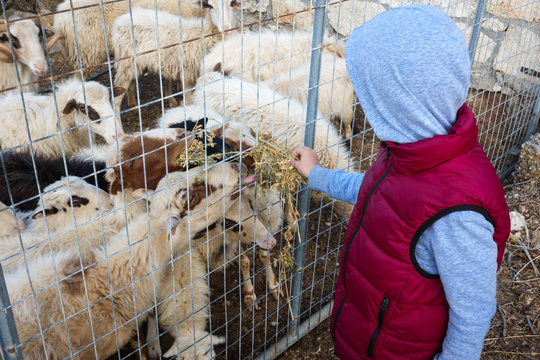 Boy feeding sheep, Greece