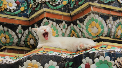 One White Cat Yawn And Relaxtion on Colorful Mosaics  Local Art And Traditional Buddhism Pagoda In Thailand
