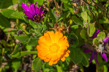Spring Flowers 2018