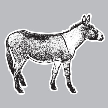 Donkey - black and white side view.
Cute farm animal in profile in engraving style. Vector illustration together with a large raster image.