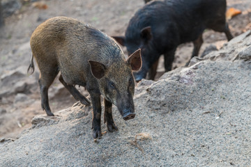 Wild boar (Sus scrofa), also known as wild pig, is a species of the pig genus Sus, part of the biological family Suidae.