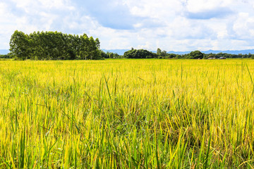 rice field meadow paddy nature background farm