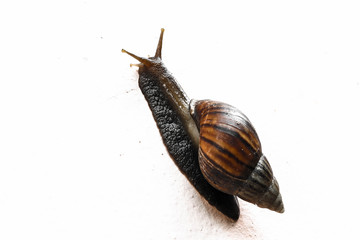 snail animal insect closeup animal wildlife