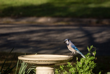 Female Blue Jay