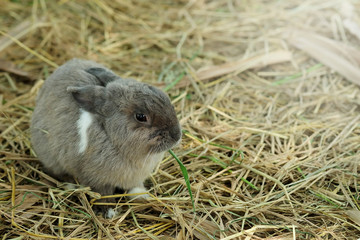 innocent little gray Rabbit in straw. Have some space for writ wording