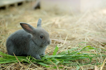 innocent little gray Rabbit in straw. Have some space for writ wording
