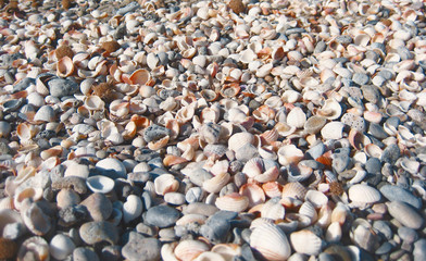 Sea background with seashells and pebbles