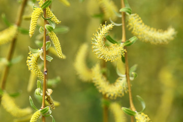 Willow tree in spring
