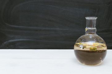Daisy flower essential oil on school blackboard background with copy space. Education. Biology lesson.