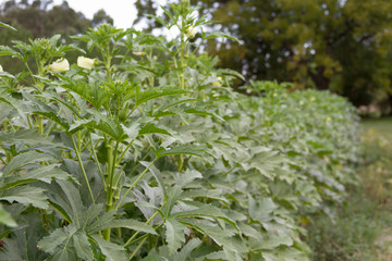 plantation of Turkish shacks in organic garden