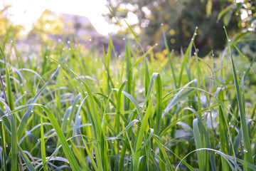 drops of dew in the early morning shine on the grass