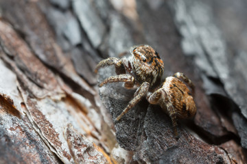 Jumping spider, Evarcha falcata on burnt bark