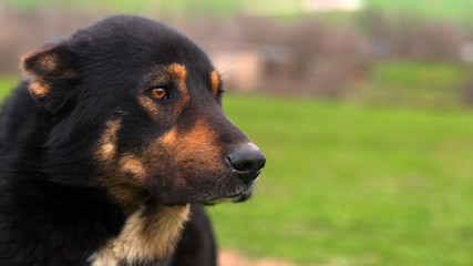 Shepherd dog portrait