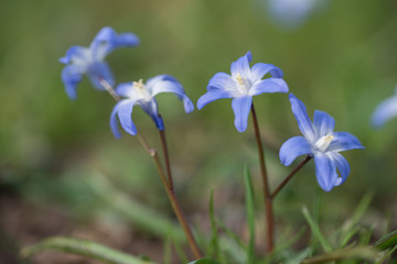 Blausternchen (Scilla siberica)