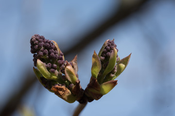 Flieder (Syringa) Knopsen