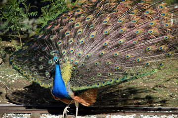 Obraz premium Peeacock showing his plumes