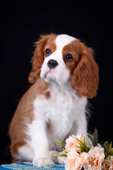 Beautiful Spaniel puppy.