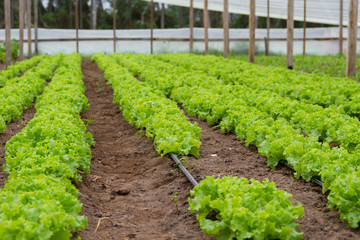 Fototapeta na wymiar plantation of lettuce in a greenhouse in the organic garden