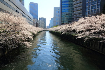 目黒川沿いの桜並木