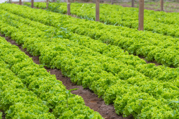 plantation of lettuce in a greenhouse in the organic garden