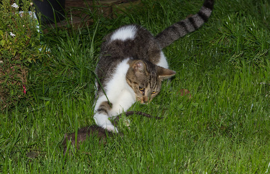 Young cat is catching a rat.