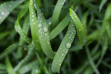 Fresh green grass with dew drops close up. Water driops on the fresh grass after rain. Light morning dew on the grass