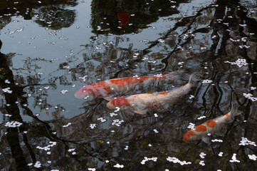桜の花びらが浮いている小川と鯉