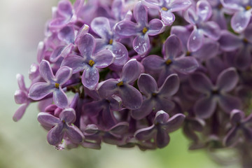 Lilac bush, lilac flowers, natural seasonal floral background. Can be used as holiday card with copy space. Close up