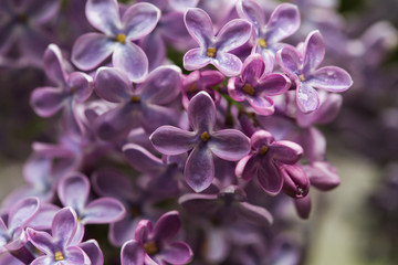 Lilac bush, lilac flowers, natural seasonal floral background. Can be used as holiday card with copy space. Close up