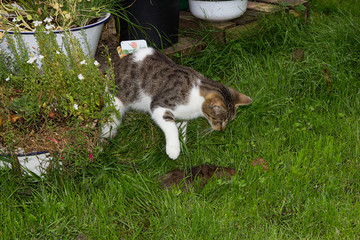 Young cat is killing a rat.